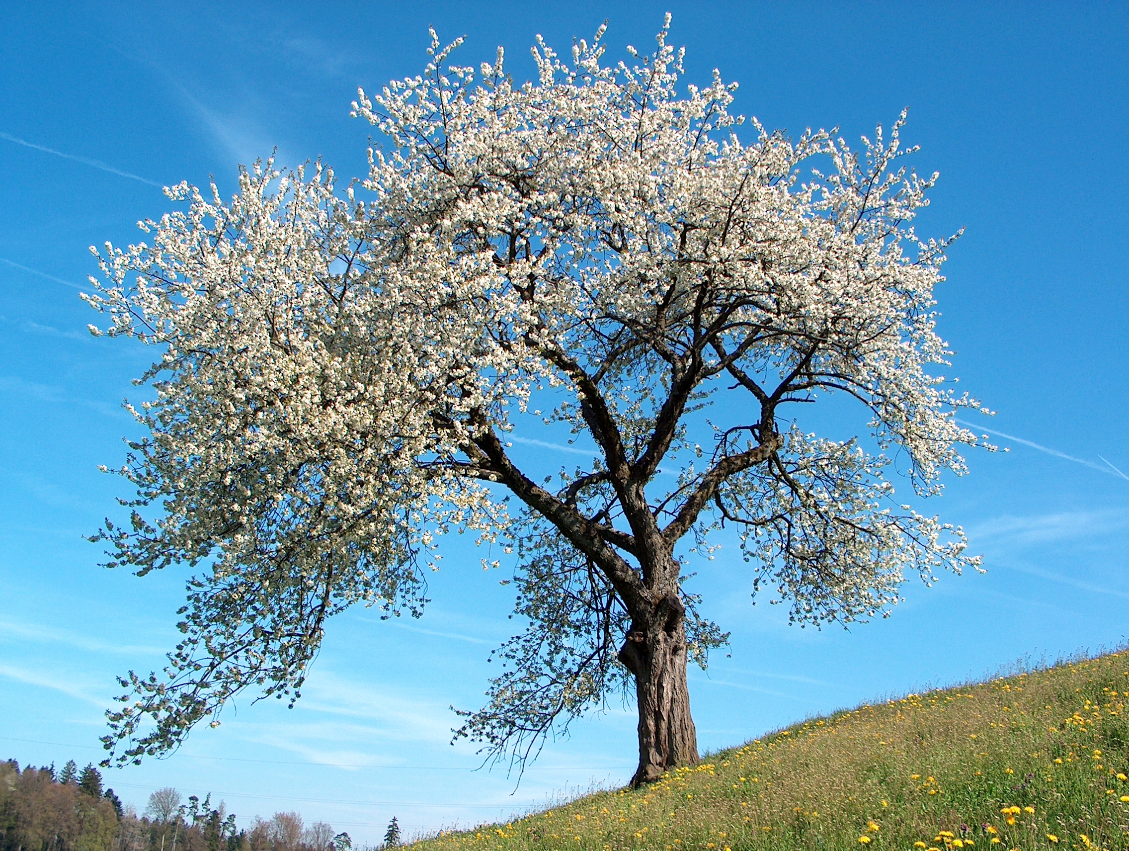 Spring, the sweet spring, is the year’s pleasant king